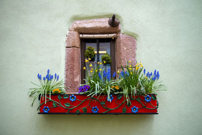 Potted plants on window sill