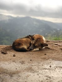 Stray dog, little adams peak, sri lanka