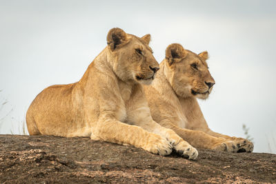 View of cats on rock against sky