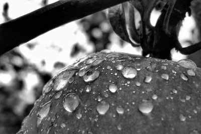 Close-up of raindrops on leaf