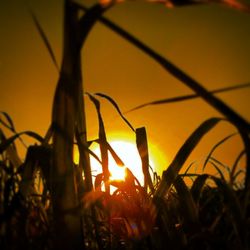 Close-up of silhouette plants against orange sky