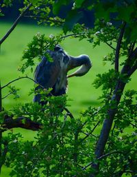 Leaves on tree trunk