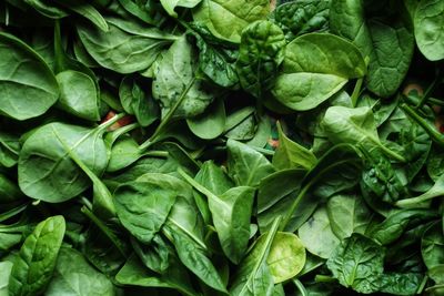 Full frame shot of spinach