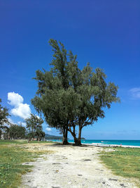 Tree on field by sea against blue sky