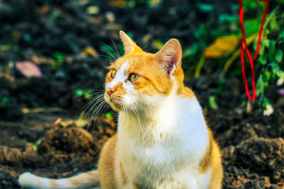 Close-up of a cat looking away