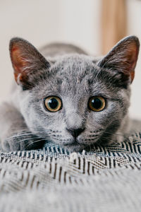 Close-up portrait of cat