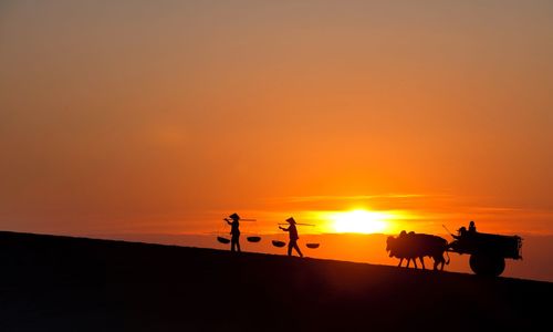 Silhouette people and bull cart on field during sunset