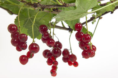 Close-up of cherries on tree against white background