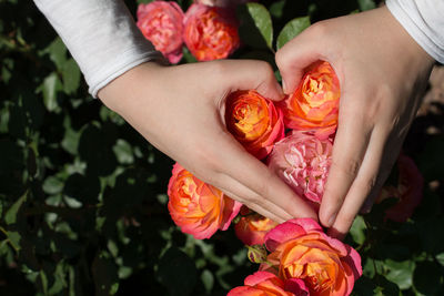 Cropped hands of woman holding roses on plant