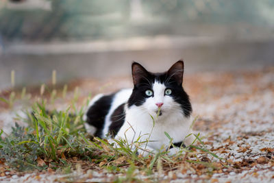 Portrait of a cat on field