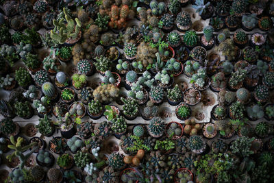 Full frame shot of berries