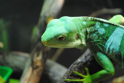 Close-up of a lizard