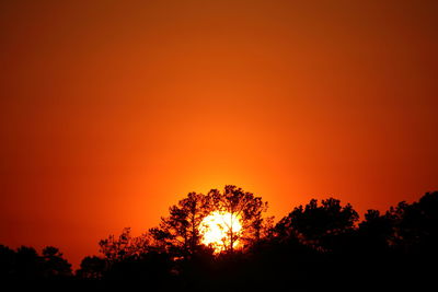 Silhouette of trees at sunset