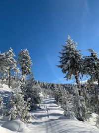 Snow covered plants by trees against clear blue sky