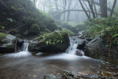 Scenic view of waterfall in forest