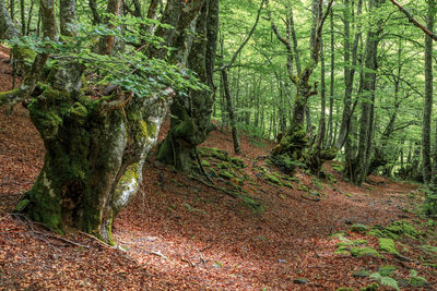 Trees in forest