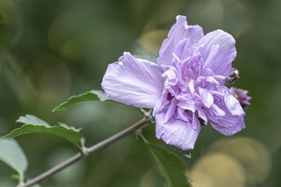 Pink hibiscus in bloom in the garden