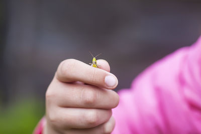 Grasshopper insect in child's hand