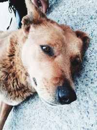 Close-up portrait of dog