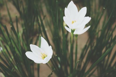 Close-up of white crocus flower on field