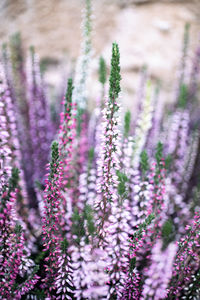 Close-up of pink flowering plants on field