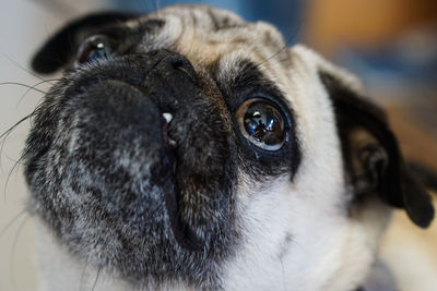 Close-up portrait of a dog