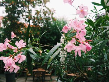 Close-up of pink flowering plants