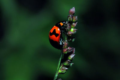 Close-up of ladybug on plant