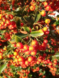 Close-up of berries growing on tree