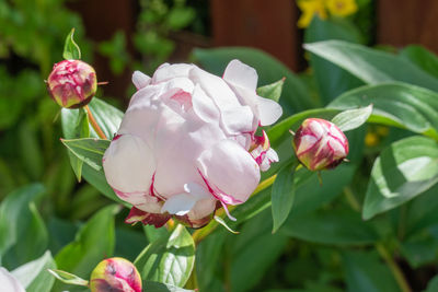 Close-up of pink flowering plant