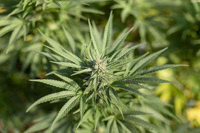 Close-up of fresh green plant