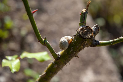 Close-up of grasshopper on tree