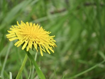 Close-up of yellow dandelion flower on field