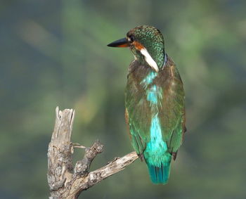 Close-up of bird perching on branch