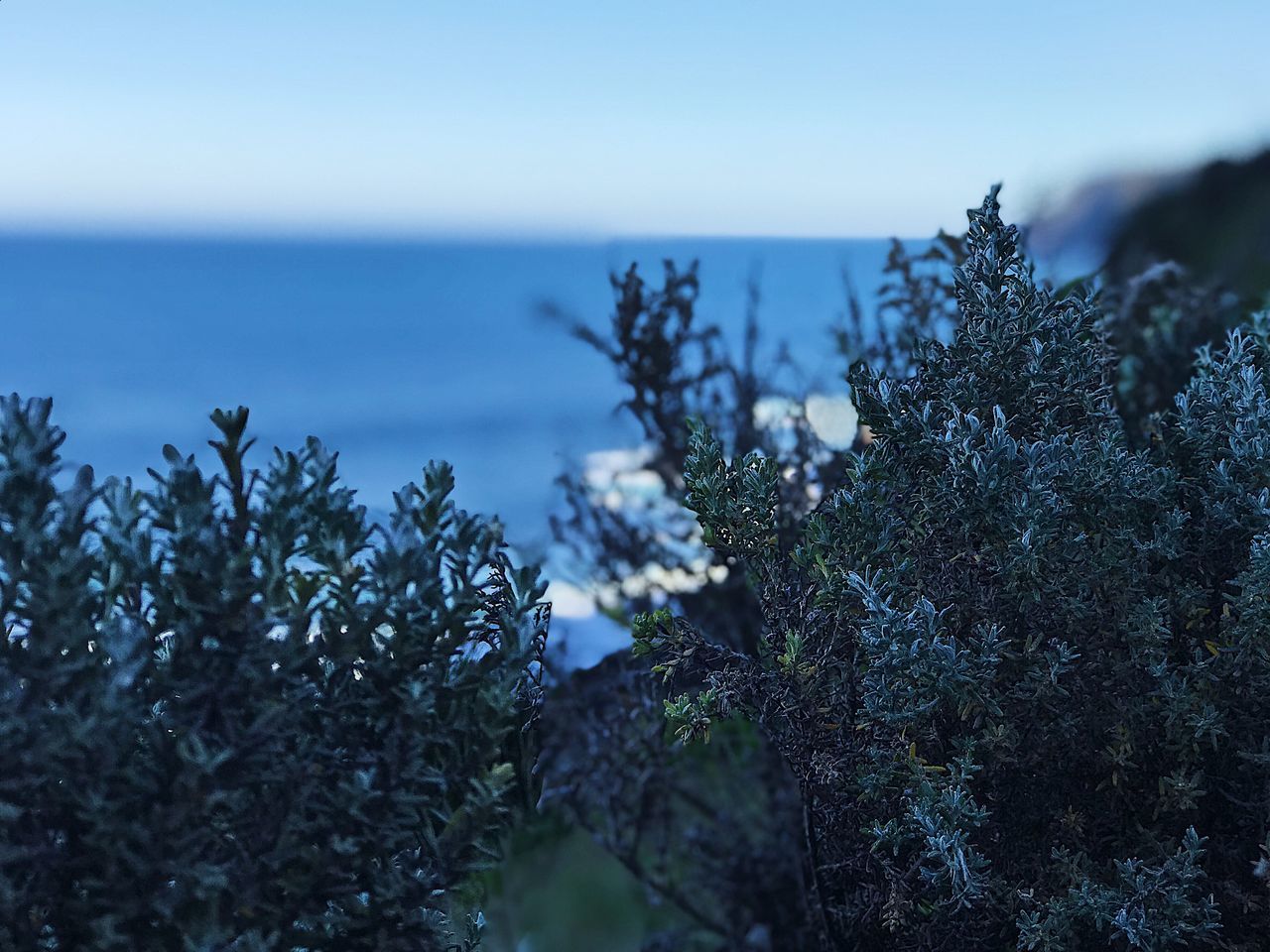 CLOSE-UP OF PLANTS AGAINST SEA AND SKY