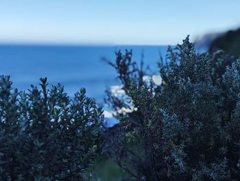 Close-up of plants by sea against sky