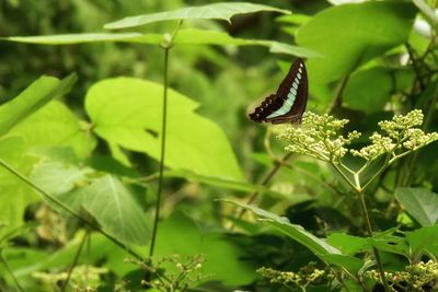 Close-up of butterfly on leaf