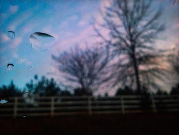 Silhouette of trees during sunset