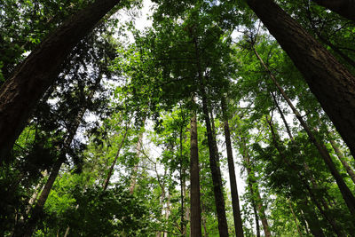 Low angle view of bamboo trees in forest