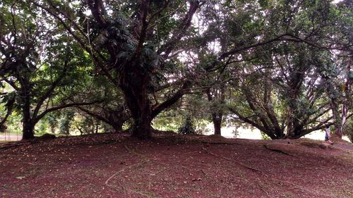 Trees in park