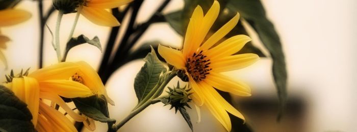 Close-up of yellow flowers blooming outdoors