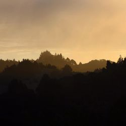 Silhouette of trees at sunset