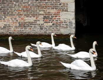 Swans swimming in the lake