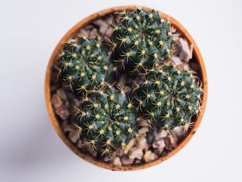 Directly above shot of succulent plants in pot
