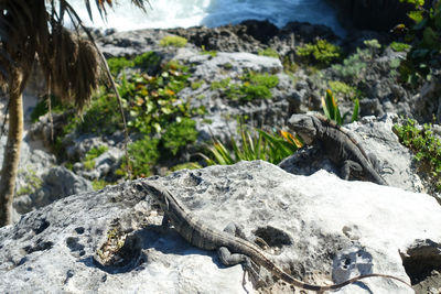 Close-up of lizard on rock