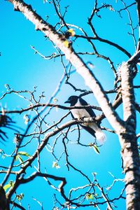 Low angle view of bare trees against blue sky