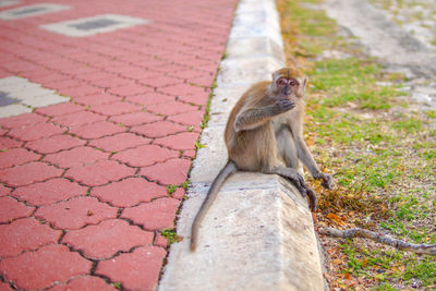 Monkeys in the park are hungry