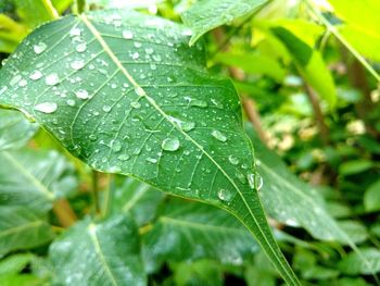 Close-up of wet plant