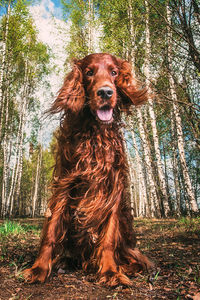 View of a dog in the forest