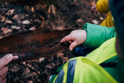 Childrens hand examining piece of tree bark in forest